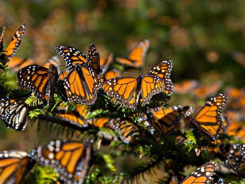 En 2024 registraron 36 incendios en biosfera de mariposa monarca