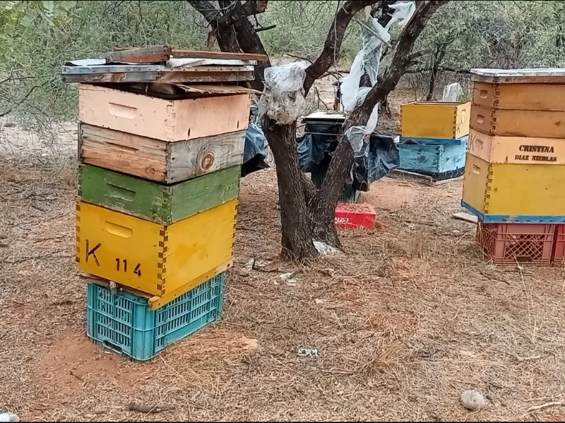 En Sonora la sequía amenaza la tradición apícola