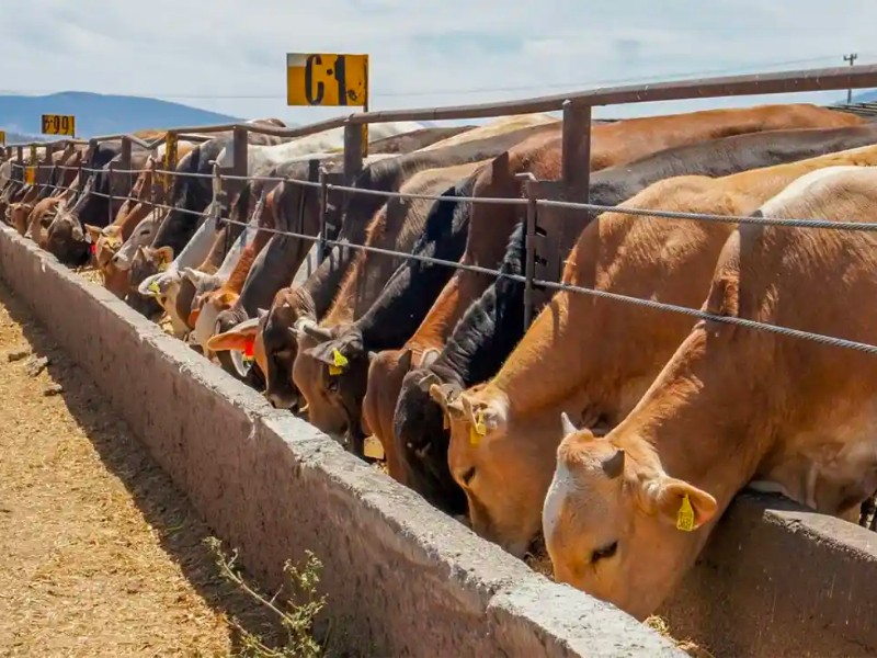 EUA cierra exportación de ganado de Sonora por gusano barrenador