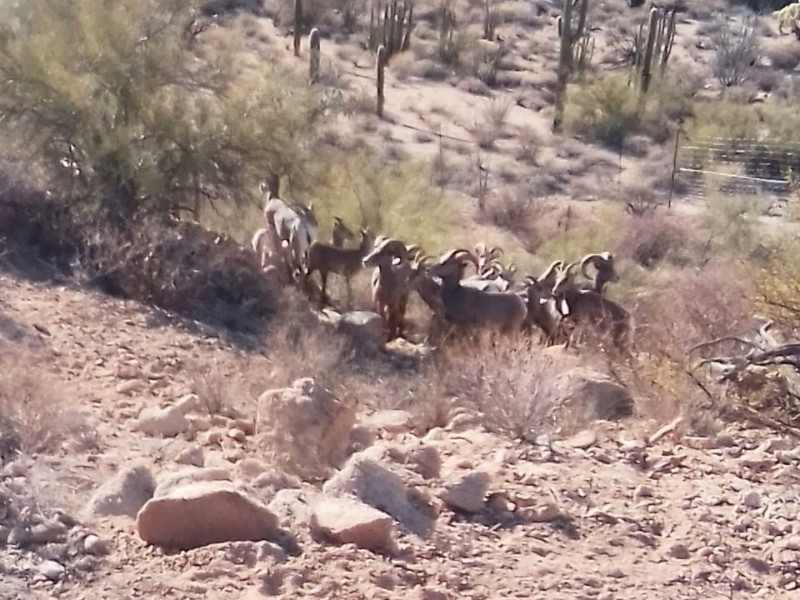 Exitosa la introducción de borrego cimarrón en la sierra