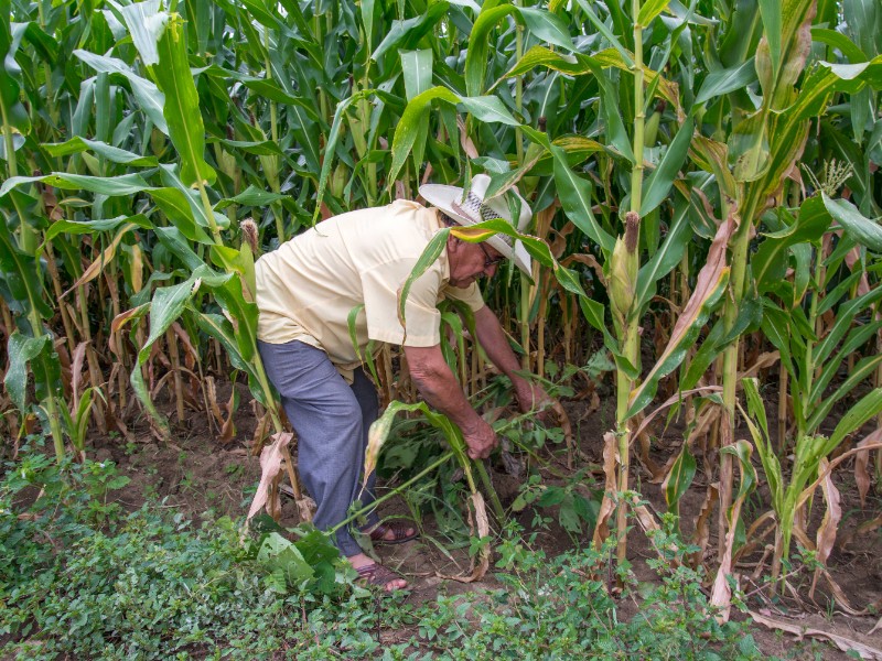 Extienden fecha para reeincripción de subsidios eléctricos a agricultores