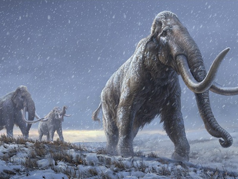 Extraen ADN más antiguo de dientes de mamuts siberianos