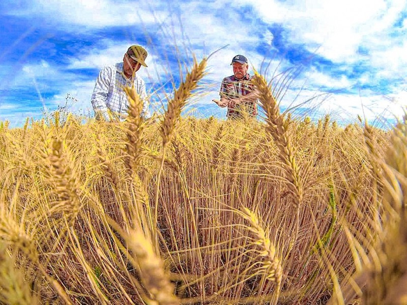 Se desploma precio internacional del trigo