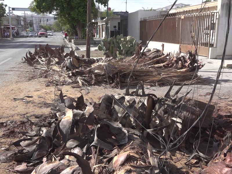 Fuertes vientos dejan un veintenar de daños en Torreón