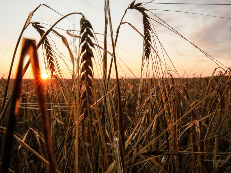 Guerra en Ucrania sigue impactando mercado internacional de cereales