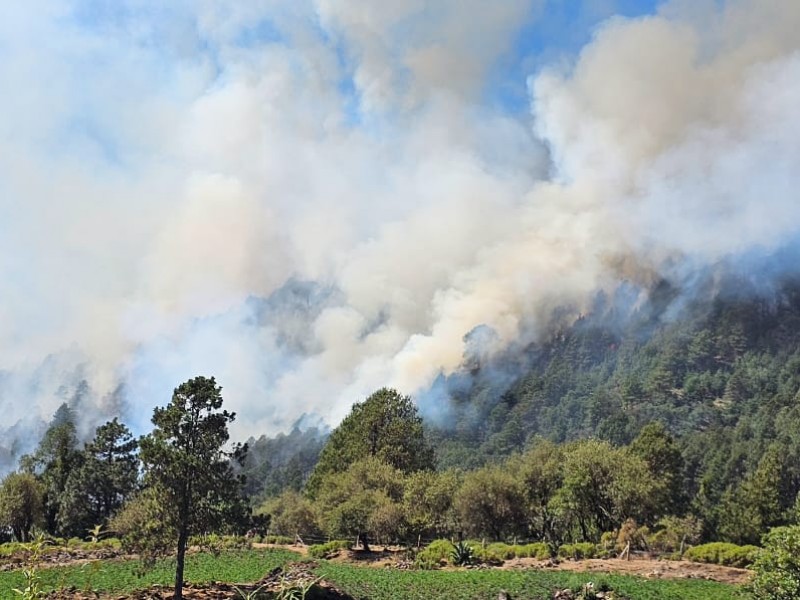 Incendio forestal afecta al Cofre de Perote