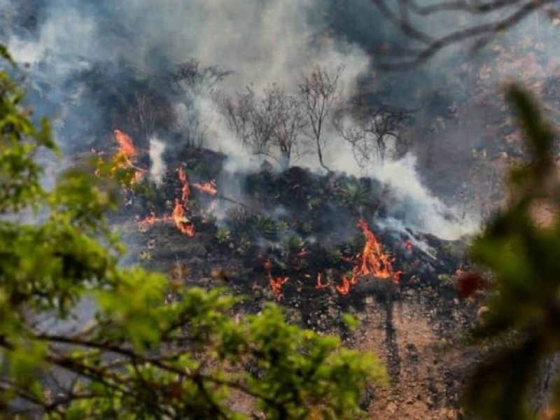 Incendio consume 234 hectáreas en Tepoztlán