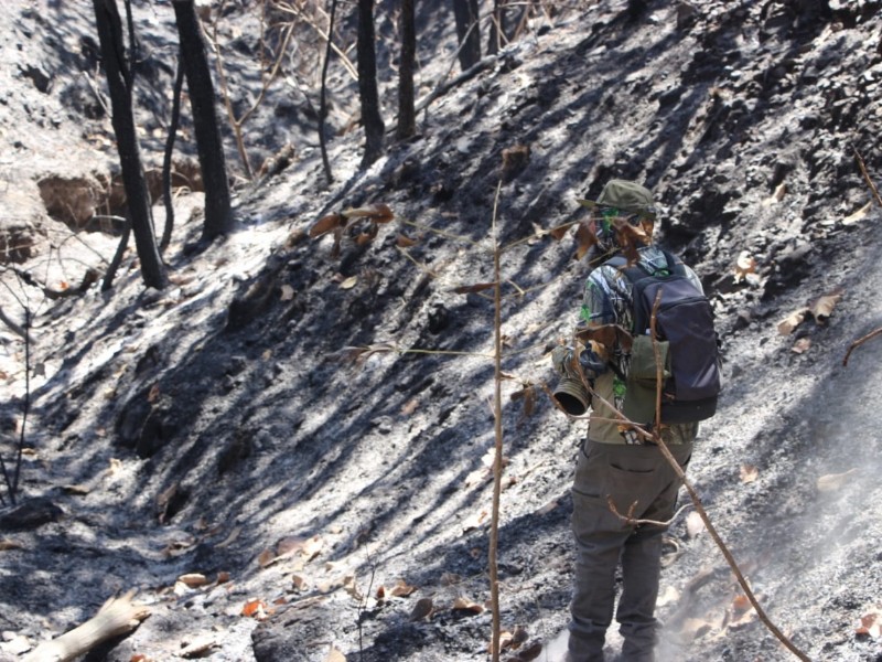 Incendio forestal en Santa Anita dejó afectaciones para la fauna