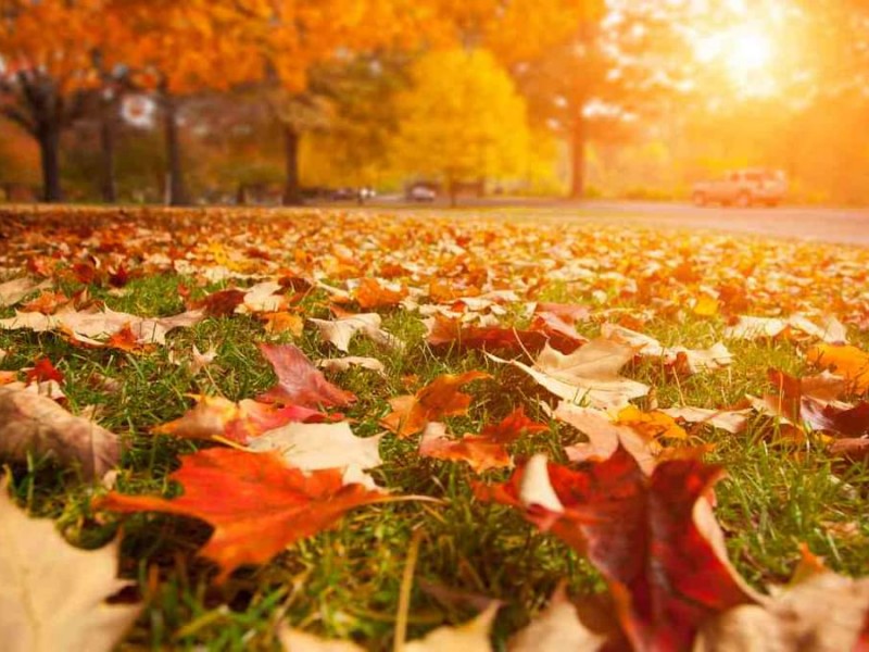 Temporada de otoño 2023: ¿Qué determina cuándo es el primer día de