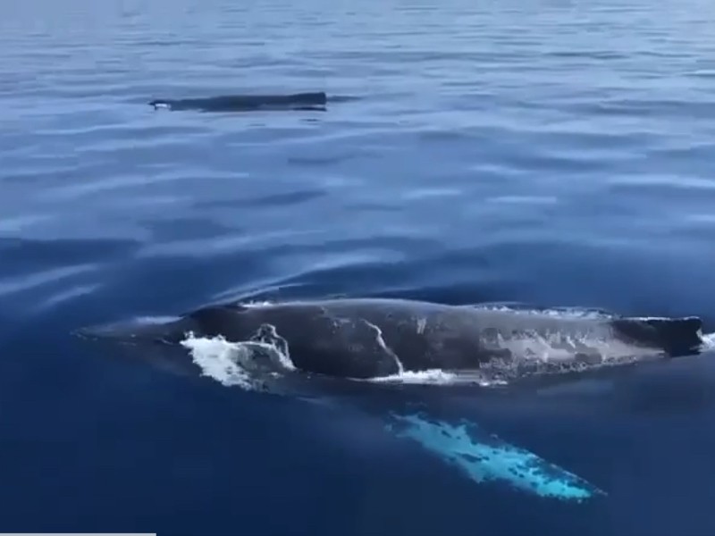 Ixtapa-Zihuatanejo en el pico del avistamiento de ballenas jorobadas