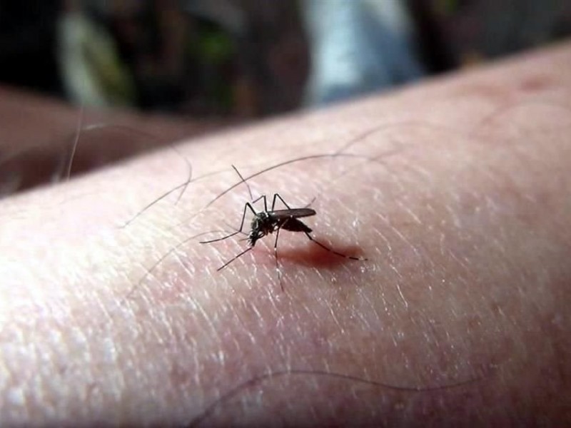 Jalisco suma 245 casos de dengue