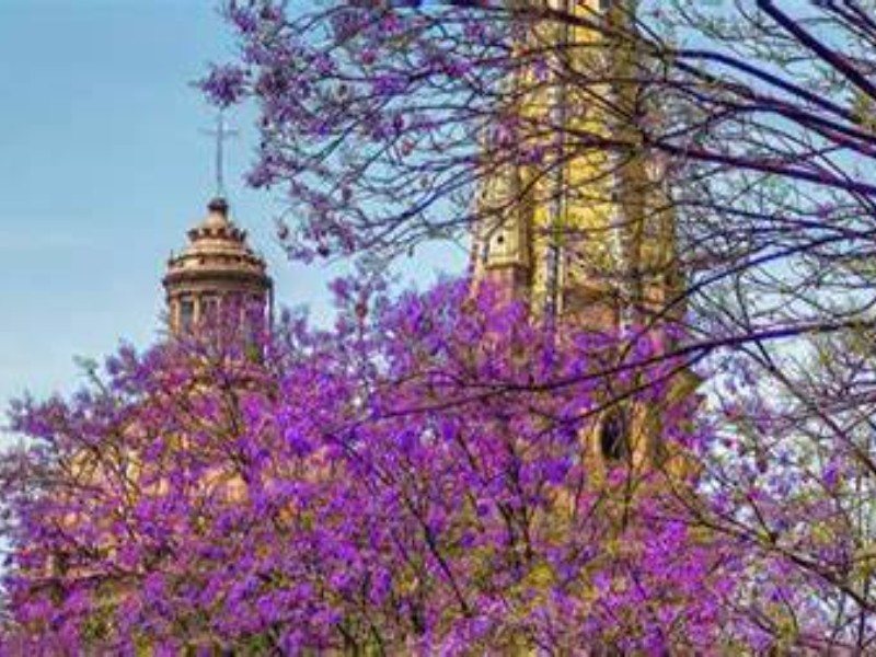 Las Jacarandas y su primavera anticipada