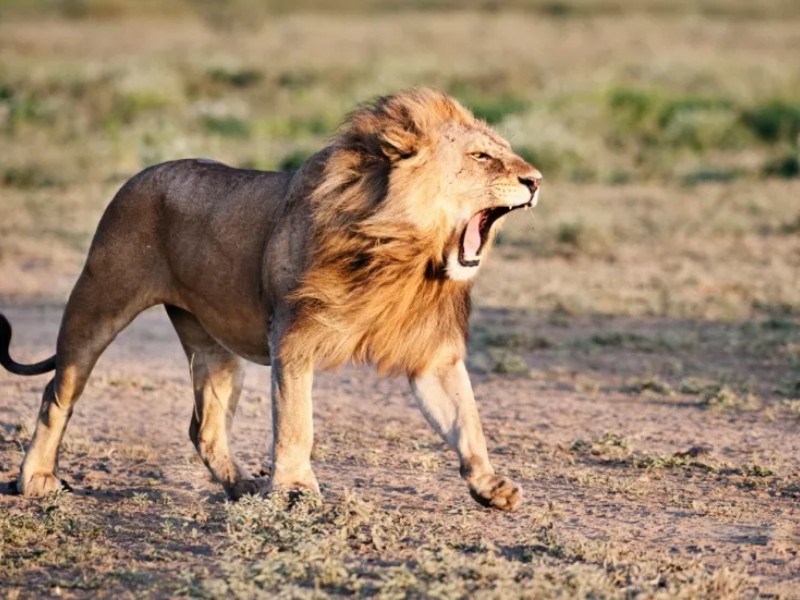 León se pasea por calles de Ocoyoacac, Estado de México