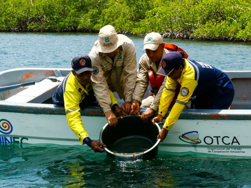 Liberan a 100 caballitos de mar en Venezuela