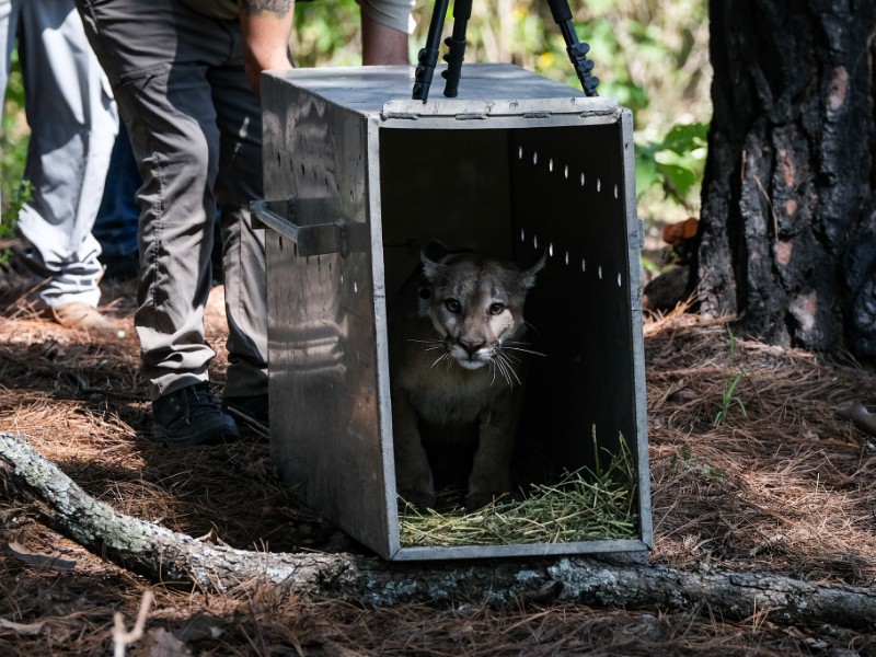 Liberan a puma rescatado en Tonalá en La Primavera