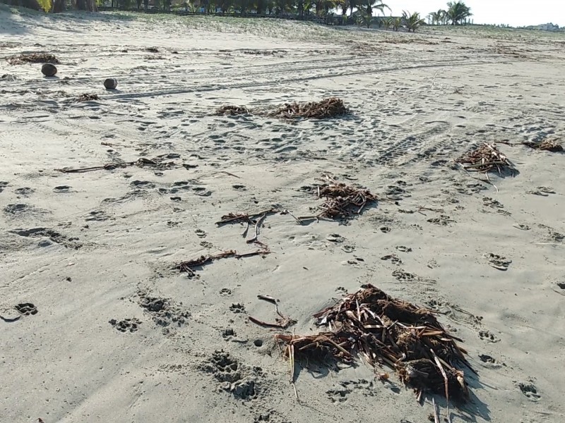 Lirio acuático llega a playa Larga y Blanca