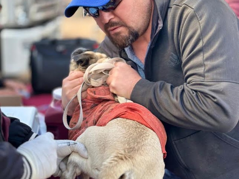 Llevan jornada de esterilización de mascotas a la mesa