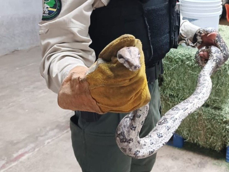 Localizan y aseguran una boa constrictor en la exPenal