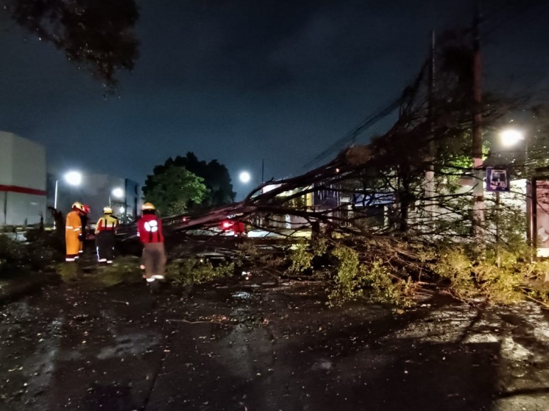 Más de 80 árboles caídos durante la tormenta de anoche en ZMG