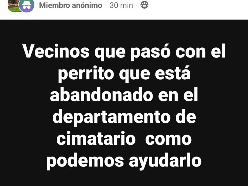 Medio Ambiente atiende reporte de mascota en abandono