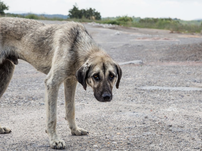 México, líder en maltrato animal en América Latina