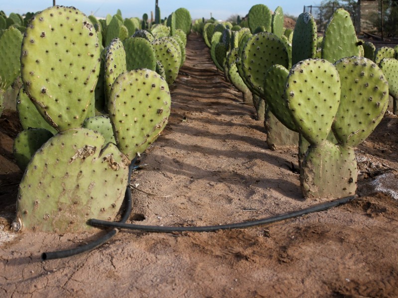 México y Emiratos fortalecen cooperación en cultivos de zonas áridas