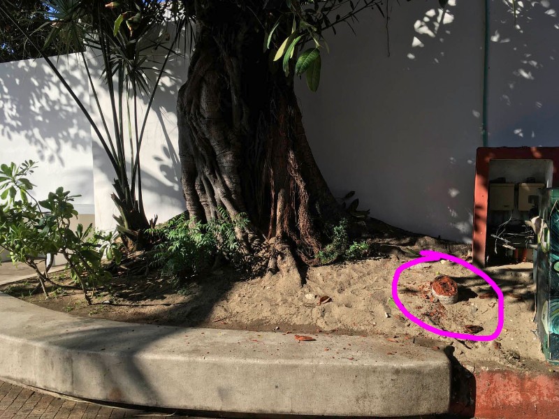 Molesta tala de palmera areca en el centro de Zihuatanejo