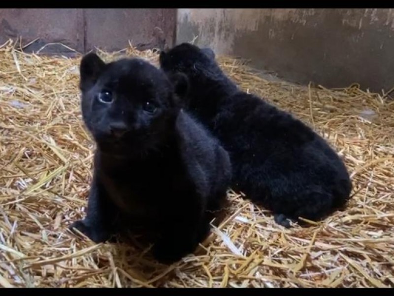 Nacen dos jaguares melánicos en el Zoológico de Morelia