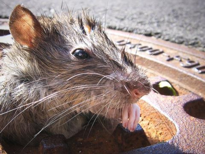 Nueva York tendrá primera cumbre mundial sobre ratas