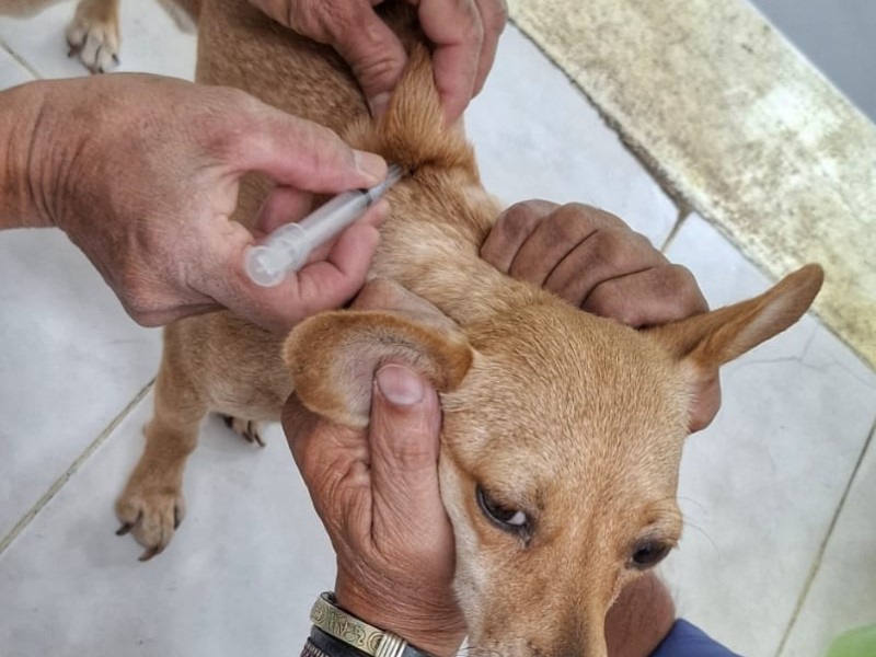 Ofrecen vacunas al 2x1 para perros en Tlaquepaque