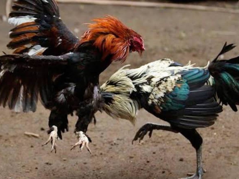 Palenque de la feria sí tendrá peleas de gallos