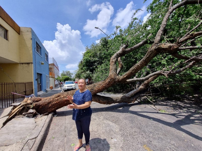 Permanece árbol caído desde el sábado en Lomas Independencia
