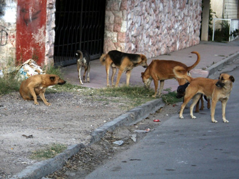 Perros Callejeros Pueden Transmitir 140 Enfermedades Según Especialistas