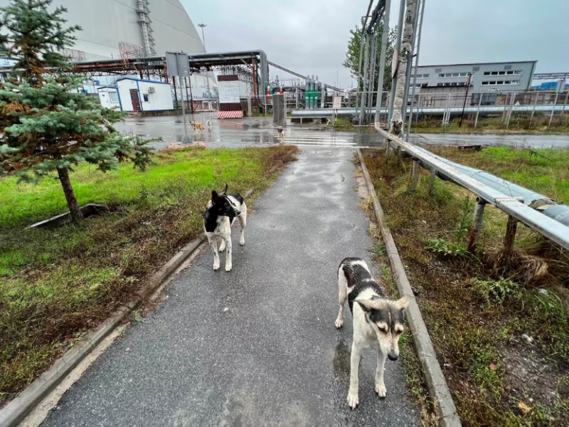 Perros de Chernobyl revelan secretos de la adaptación genética