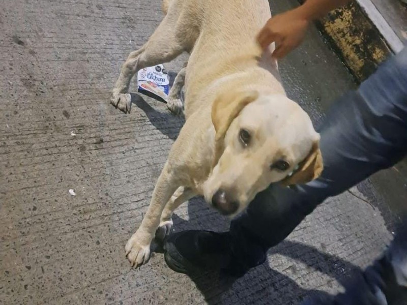 Pirotecnia generó extravío de mascotas en Tuxpan