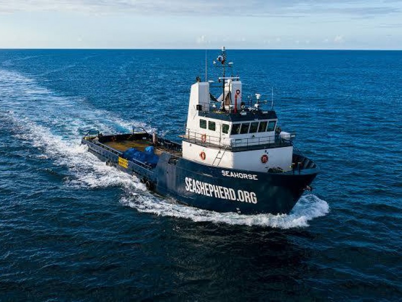 Por mortandad de tortugas Sea Shepherd monitoreará Golfo de Ulloa