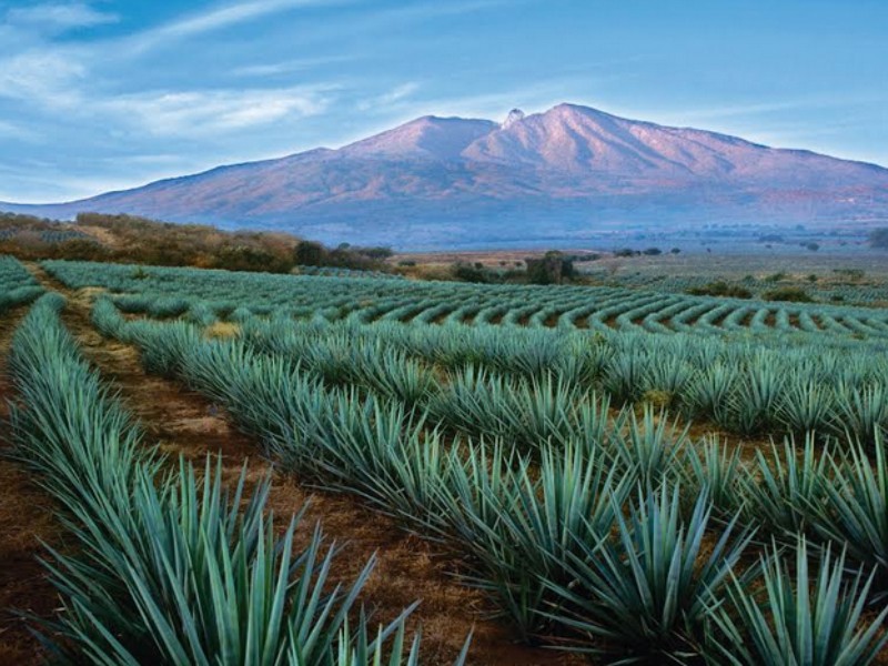 Posibles aranceles alimentarios sería duro golpe a tequileros