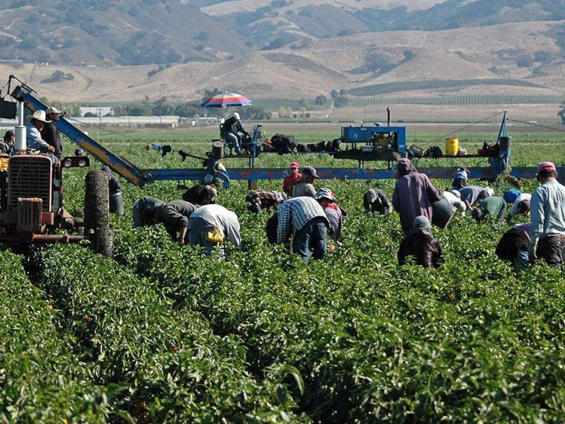 Producción agrícola en México crece 37% desde el TLCAN