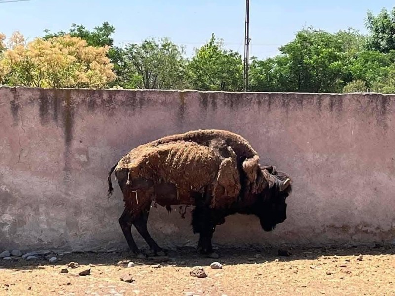 PROFEPA investiga condiciones de animales en zoológico Wamerú