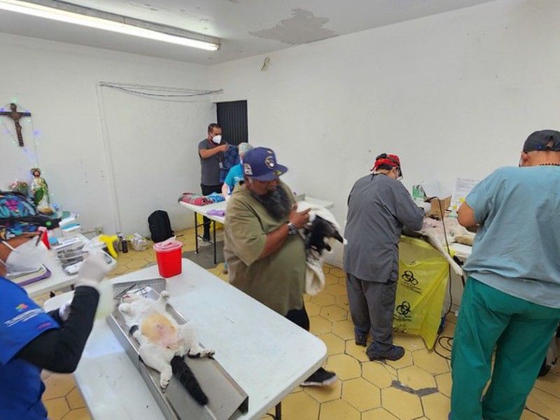 Realizan campañas de esterilización animal gratuita en Tlaquepaque