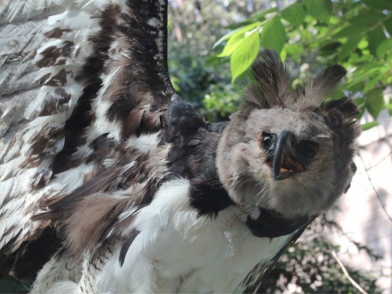 Reaparece águila arpía en Chiapas