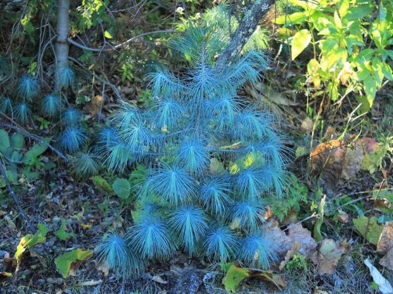 Reforesta Conafor pino azul en bosques de Zacatecas