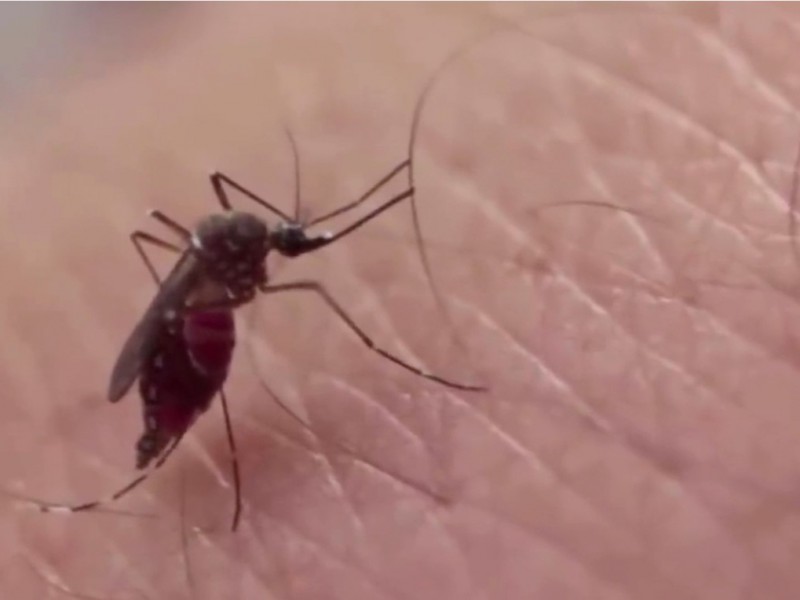 Reportan aparición de plaga de mosquitos en varias colonias