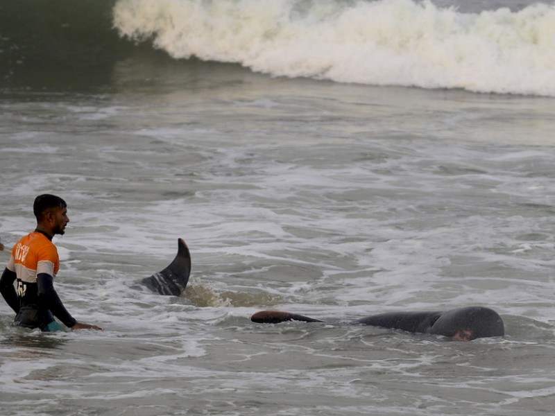 Rescatan a 120 ballenas en Sri Lanka