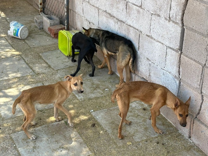 Rescatan a caninos por probable maltrato o crueldad en Guaymas