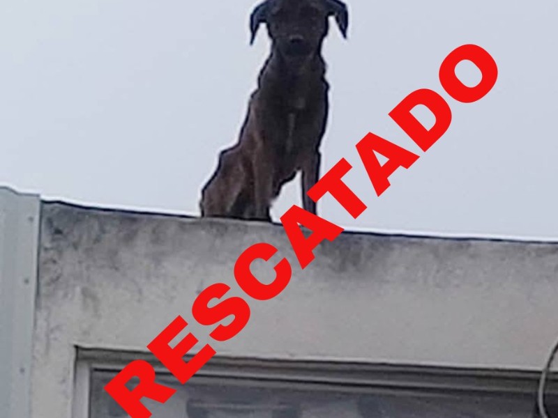 Rescatan a perro maltratado en azotea de Petrópolis