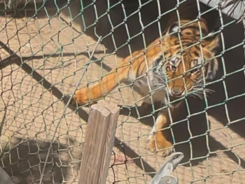 Rescatan a un tigre de bengala y aseguran drogas