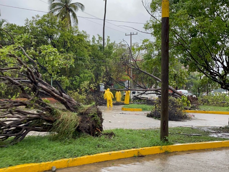 Retiro da ramas y árboles podría tardar varios días más | MEGANOTICIAS