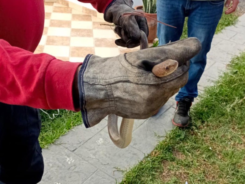 Reubican serpiente localizada en escuela de Tepic