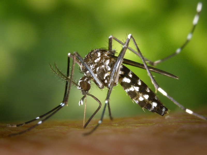 Se desaceleran casos de dengue en Jalisco